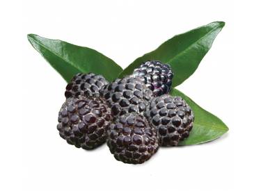 product_black_raspberries